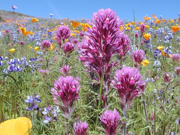 California DFG Offers Wildflower Tours of North Table Mountain ...