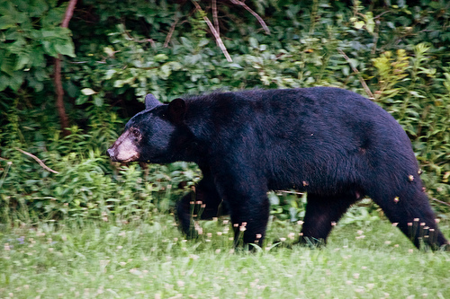 New Mexican Bear Sought After Tearing Into Tent and Scratching Young ...