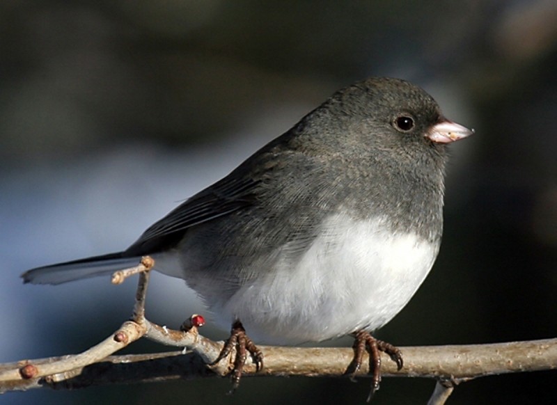 Juncos bird