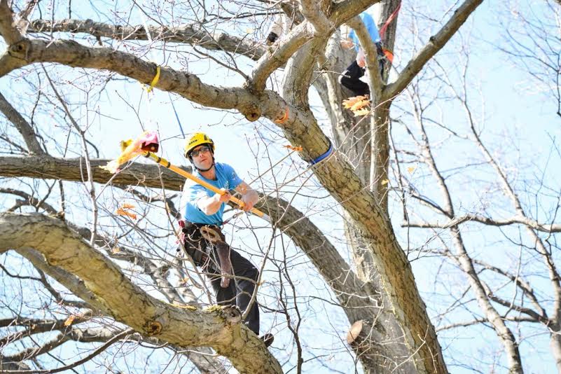 Annual Michigan Tree Climbing Competition Sheds Light on a Shaded ...