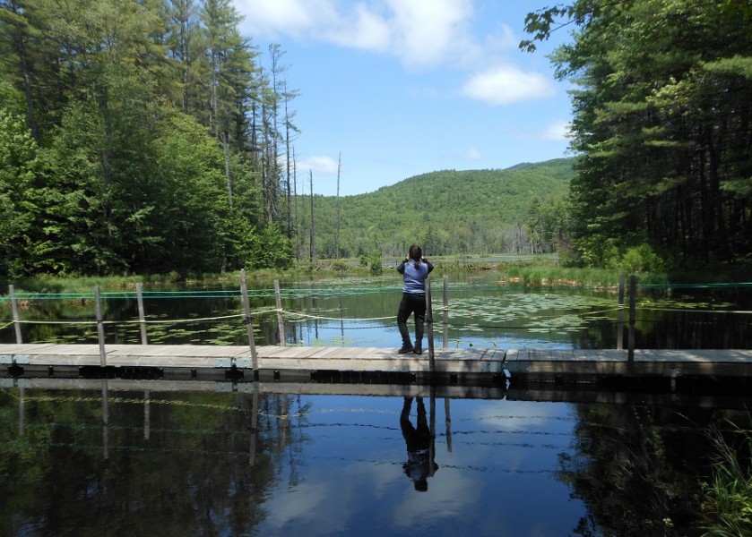 The mile-long trail around Quincy Bog in Rumney, New Hampshire includes wooden planks allowing visitors to walk over water. Photo by Marty Basch.