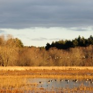 The Great Meadows National Wildlife Refuge in Concord, Massachusetts holds a host of trails and chance to see all kinds of wildlife. Image courtesy of Larry Warfield.