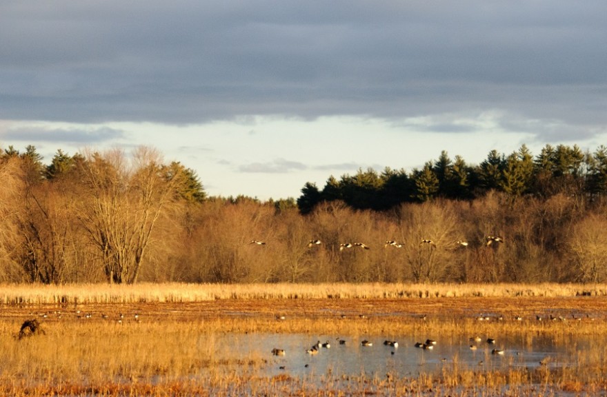 The Great Meadows National Wildlife Refuge in Concord, Massachusetts holds a host of trails and chance to see all kinds of wildlife. Image courtesy of Larry Warfield.