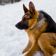 Hunchbacked German Shepherd