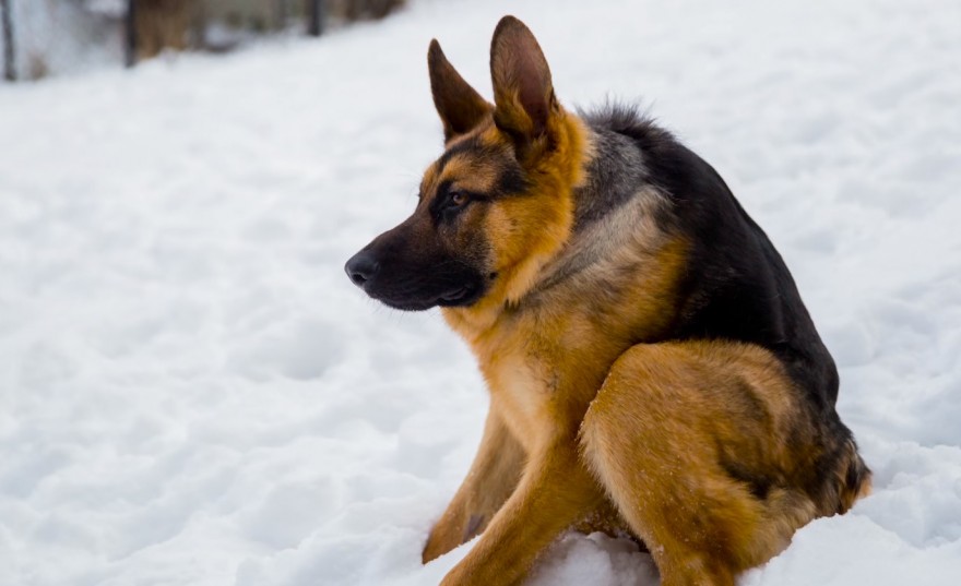 Hunchbacked German Shepherd