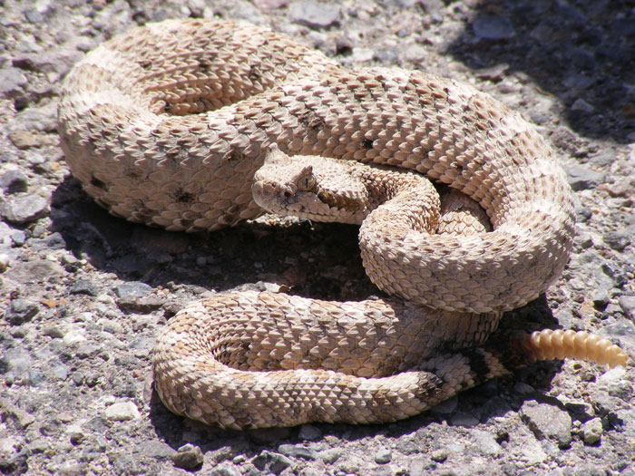 What to do when a snake bites you on a remote trail? - extramilest