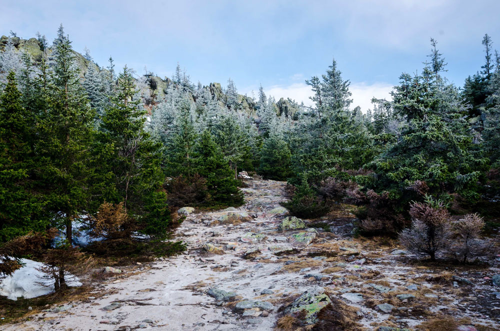 Real or Fake Which Christmas Tree is More EcoFriendly? ActionHub