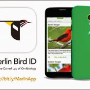 Merlin Bird ID app | ActionHub