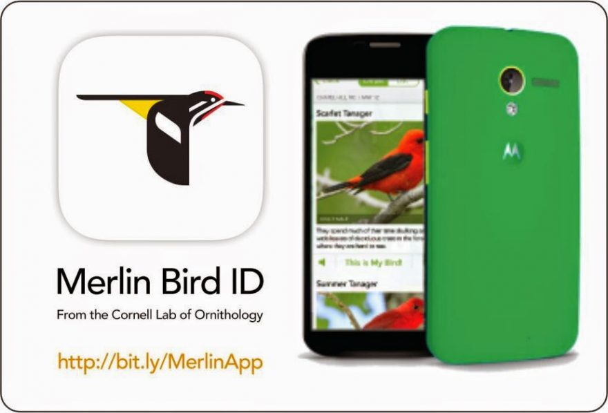 Merlin Bird ID app | ActionHub