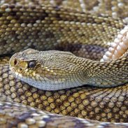 Can You Eat a Snake as Survival Food? Yes, and Here’s How | ActionHub
