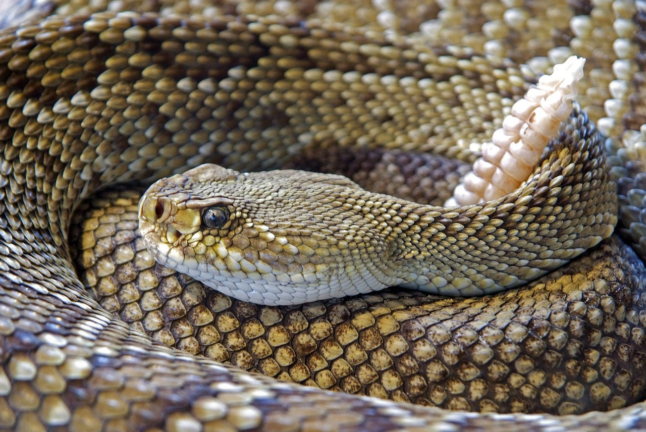 Can You Eat a Snake as Survival Food? Yes, and Here's How