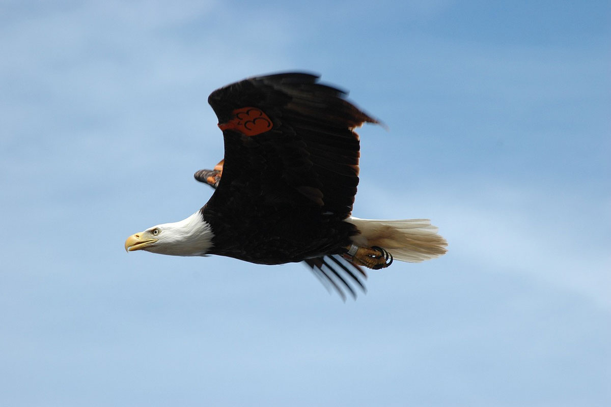 Man Pleads Guilty to Killing Bald Eagle | ActionHub