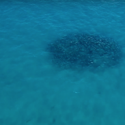 Watch Hundreds of Blacktip Sharks Feed On Bluefish | ActionHub