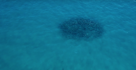 Watch Hundreds of Blacktip Sharks Feed On Bluefish | ActionHub
