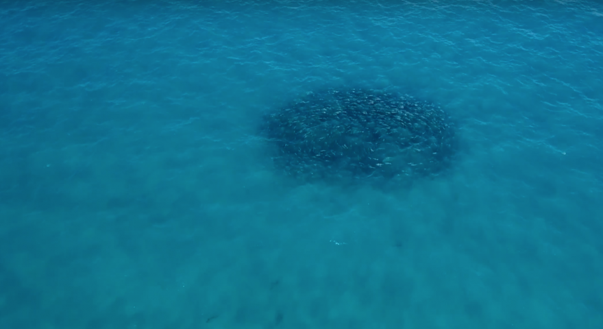 Watch Hundreds of Blacktip Sharks Feed On Bluefish | ActionHub