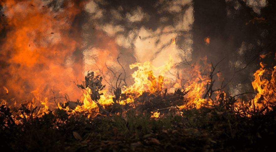 Wildfires Abound in U.S. National Parks | ActionHub
