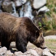 All you need to know about bear spray | ActionHub