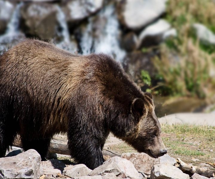 All you need to know about bear spray | ActionHub