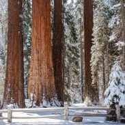 Tips for visiting Sequoia National Park this winter | ActionHub