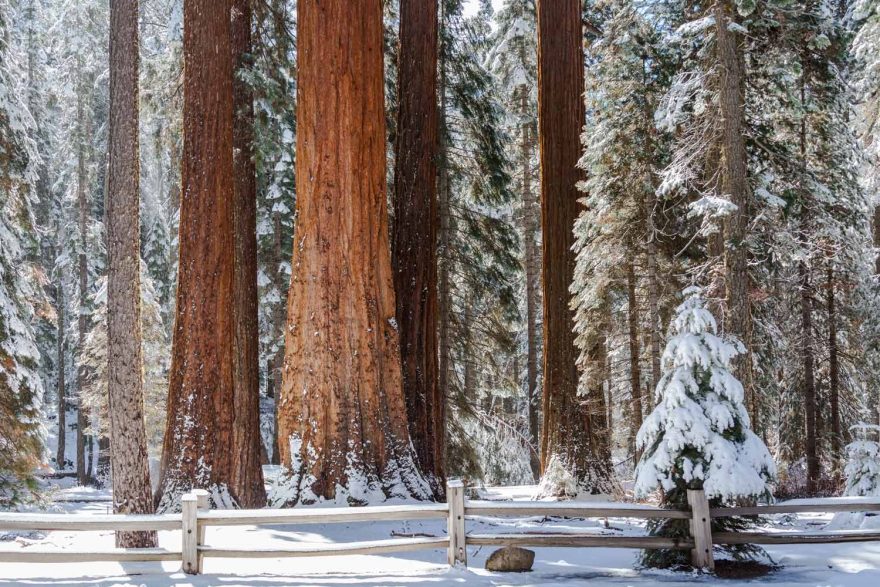 Tips for visiting Sequoia National Park this winter | ActionHub