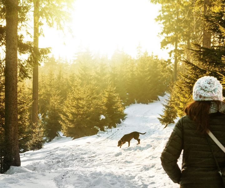 Top safety tips for winter hiking with your dog | ActionHub
