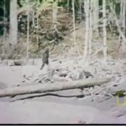 Bigfoot sightings: The most credible to date | ActionHub