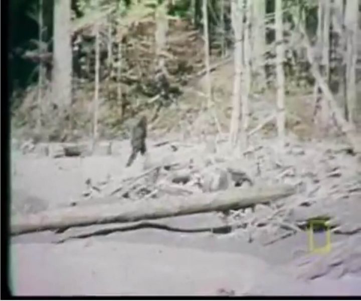 Bigfoot sightings: The most credible to date | ActionHub