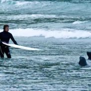 Surfers chased out by grumpy sea lions in New Zealand | ActionHub