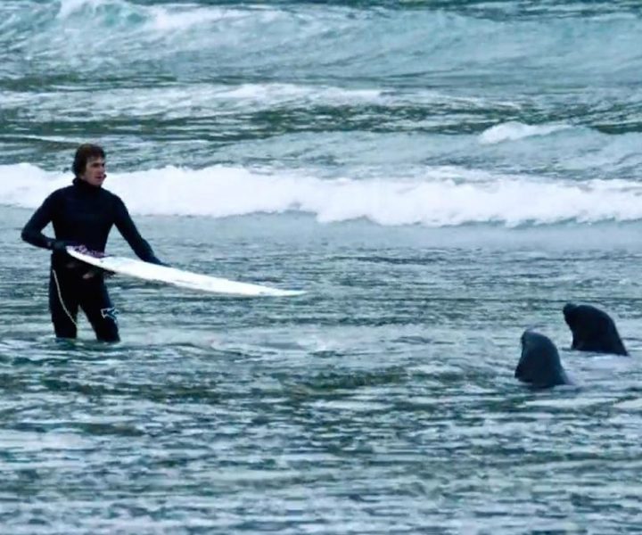 Surfers chased out by grumpy sea lions in New Zealand | ActionHub