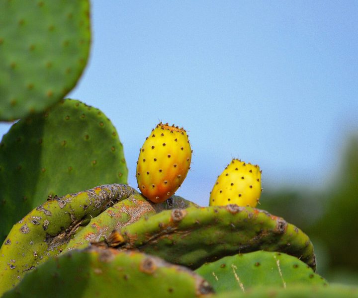 Medicinal plants found in the wilderness | ActionHub