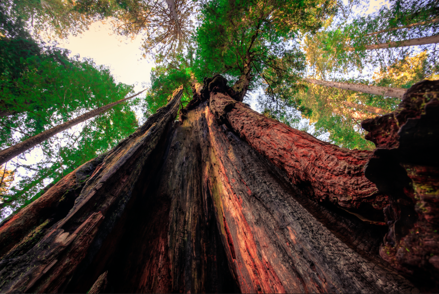 armstrong redwoods state natural reserve