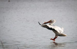 Elk Island National Park