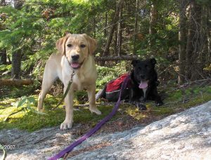 hiking with dogs