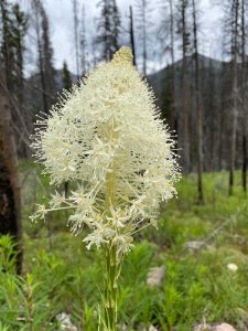 Bear-Grass_Morrell-Falls