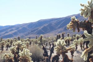 joshua-tree-Cholla-Cactus-Garden