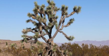 joshua-tree-national-park