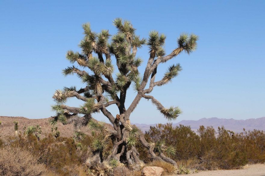 joshua-tree-national-park