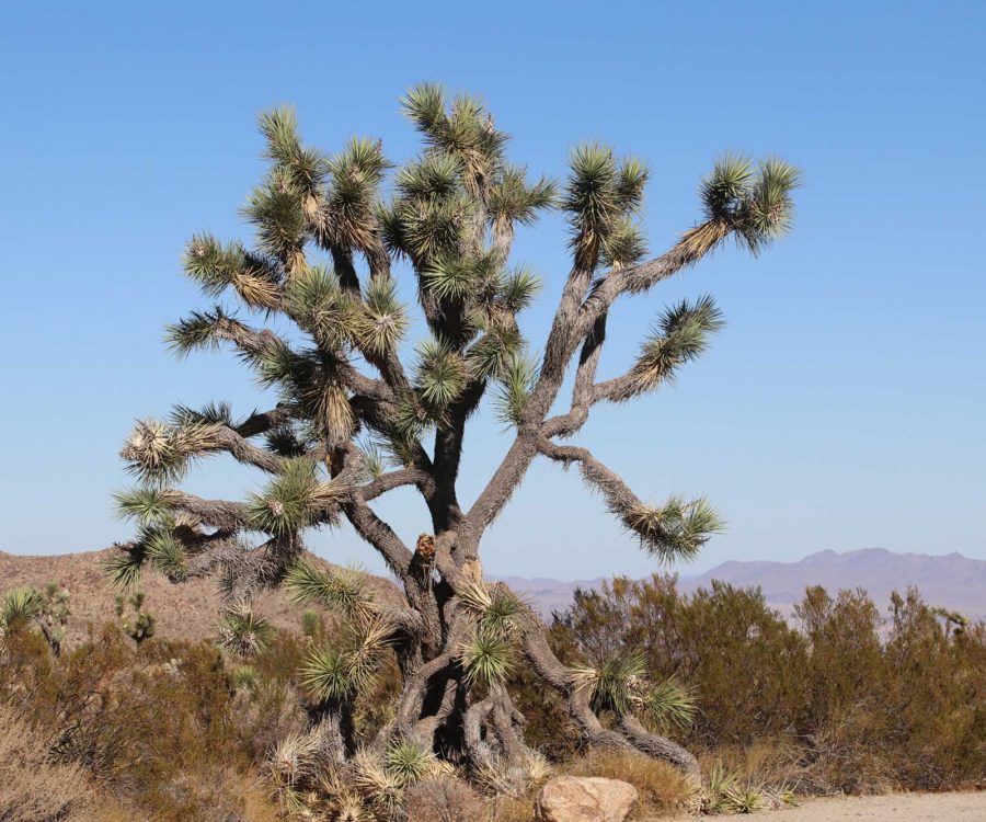 joshua-tree-national-park