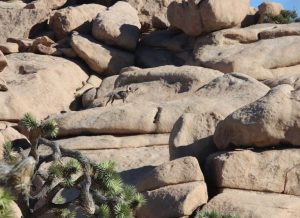 joshua-tree-bighorn-sheep