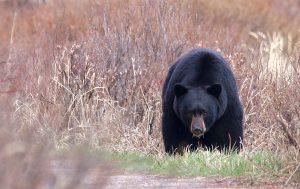 Black-Bear-Jasper-National-Park-Candad-Suzanne-Downing