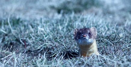 Weasel_Photo_SuzanneDowningBrowningMontana