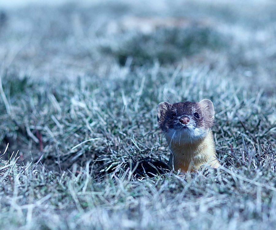 Weasel_Photo_SuzanneDowningBrowningMontana