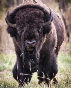 bison-Elk-Island-National-park