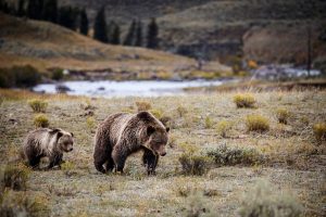 yellowstone-park-grizzly-bears