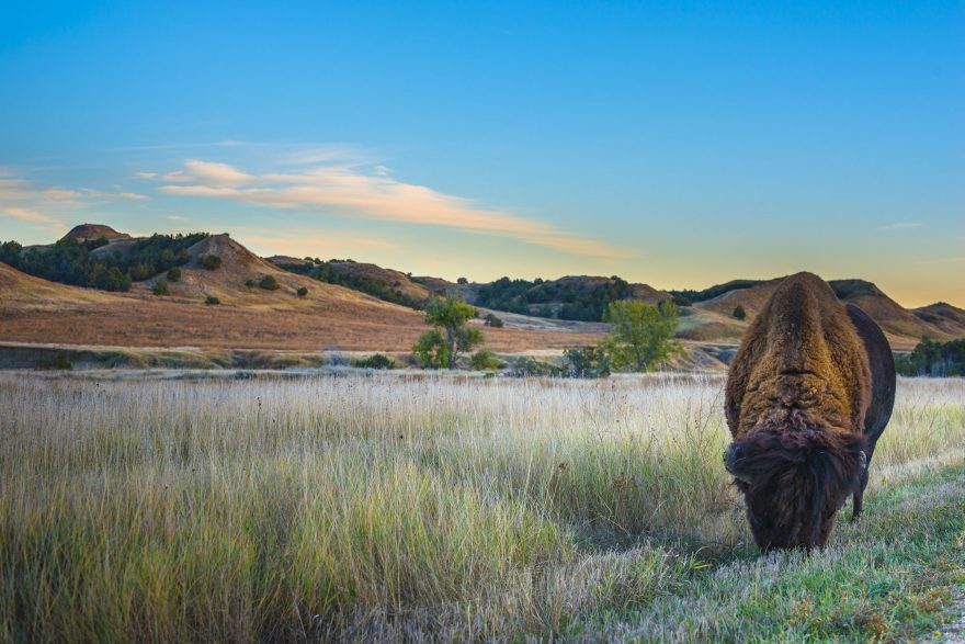 badlands-national-park-wildlife