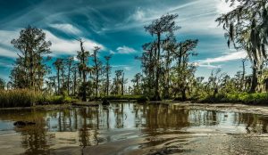 Louisiana swamp lands