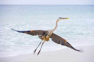 Gulf-Shores---Heron-flight
