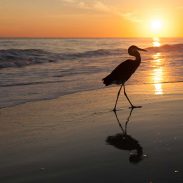 Gulf-Shores---heron-sunset