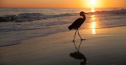 Gulf-Shores---heron-sunset
