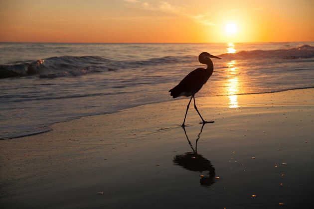 Gulf-Shores---heron-sunset